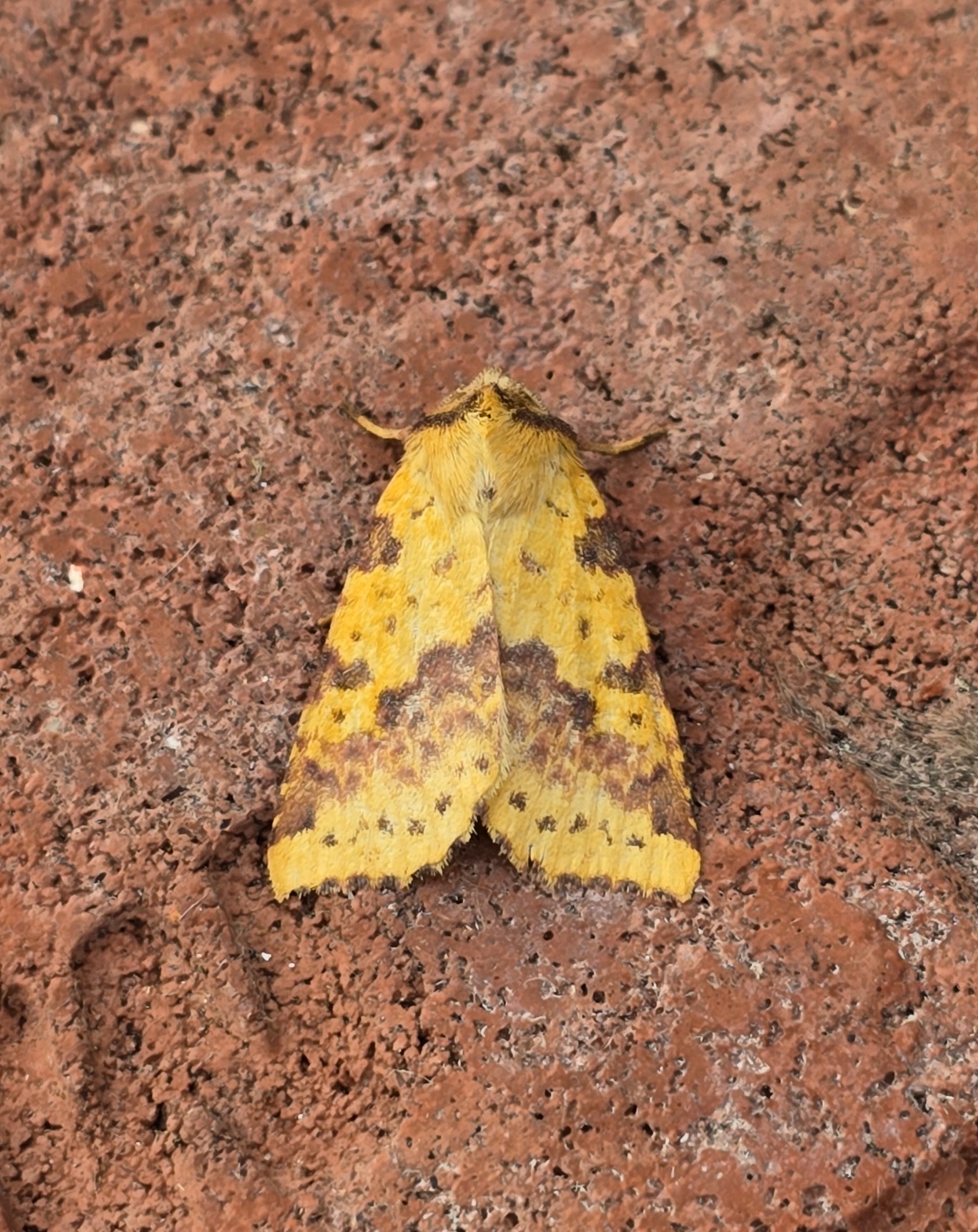 Photo of Pink-barred Sallow (Xanthia togata)